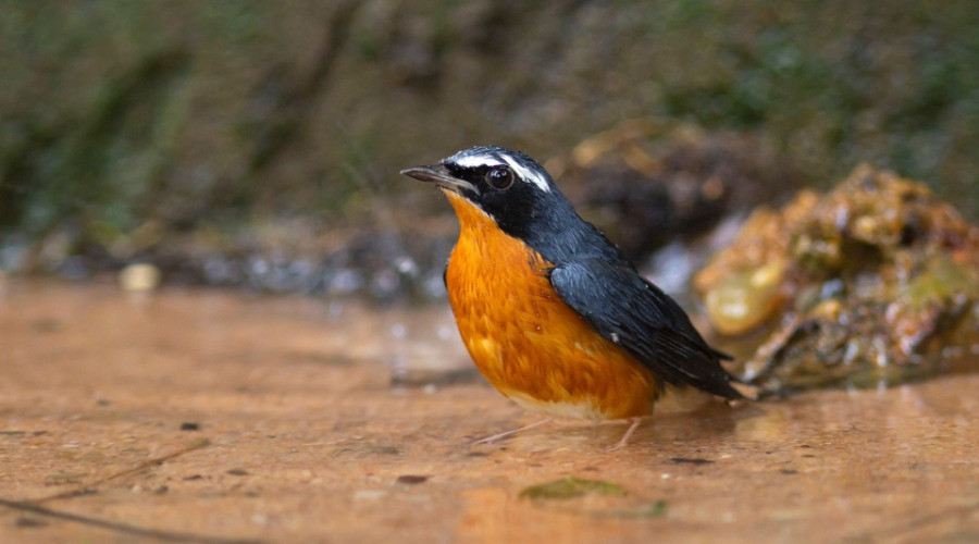 The Winged Visitors Of Pondicherry | Nature inFocus The Winged Visitors Of Pondicherry | Nature inFocus