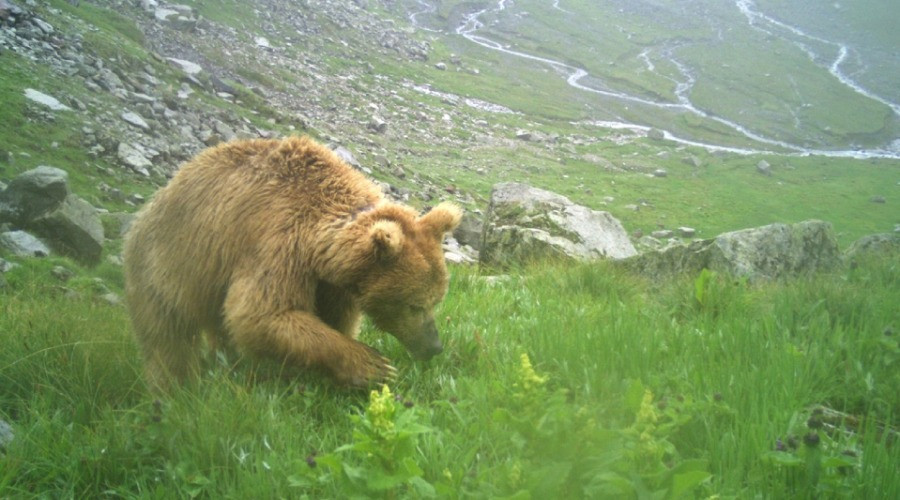 My Unexpected Encounter With A Himalayan Brown Bear | Nature inFocus