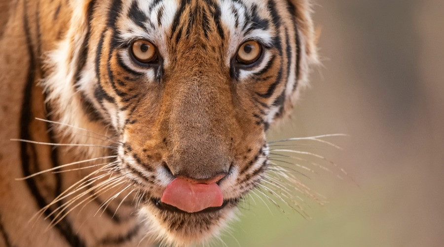 12 Facts You Must Know About The Royal Bengal Tiger