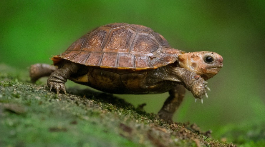 Help! I found a turtle. | Nature inFocus