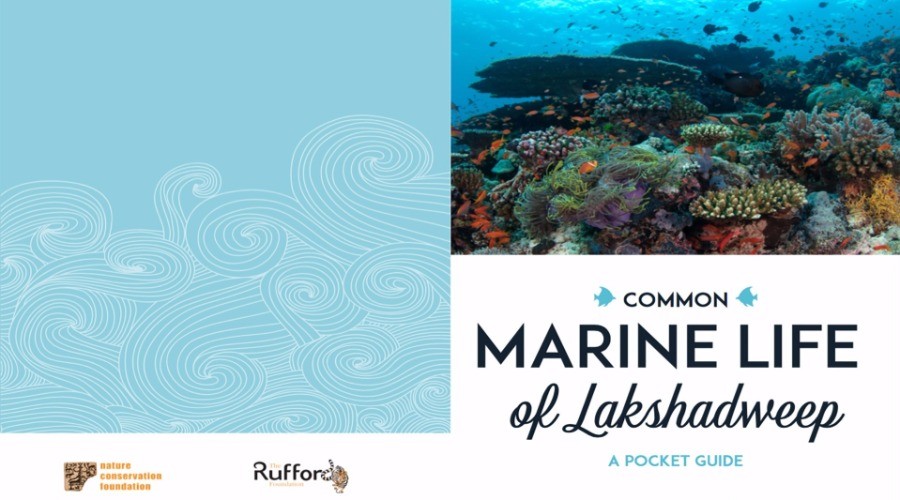 Common Marine Life of Lakshadweep - A Pocket Guide | Nature inFocus