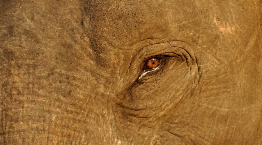 Elephant Diaries | Nature inFocus