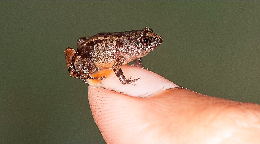 Four new ‘Night Frogs’ discovered in the Western Ghats | Nature inFocus