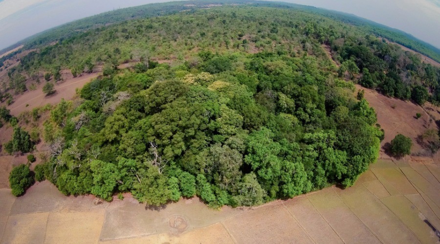 Sacred Groves Nature inFocus