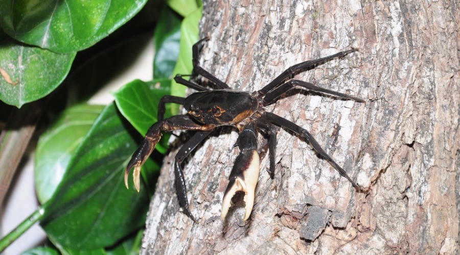 Discovered: A new species of tree-dwelling crab | Nature inFocus