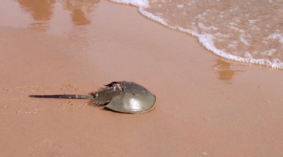 Horseshoe Crab Nature inFocus