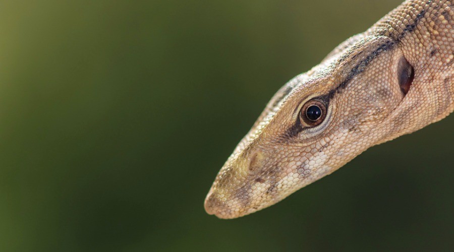 Desert Monitor Nature inFocus