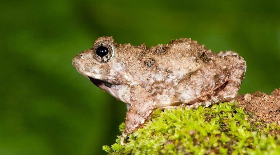 Four new frogs just discovered! Findings published today | Nature inFocus