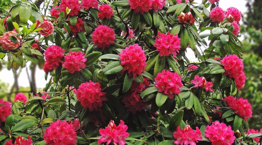 Rhododendron red alert | Nature inFocus