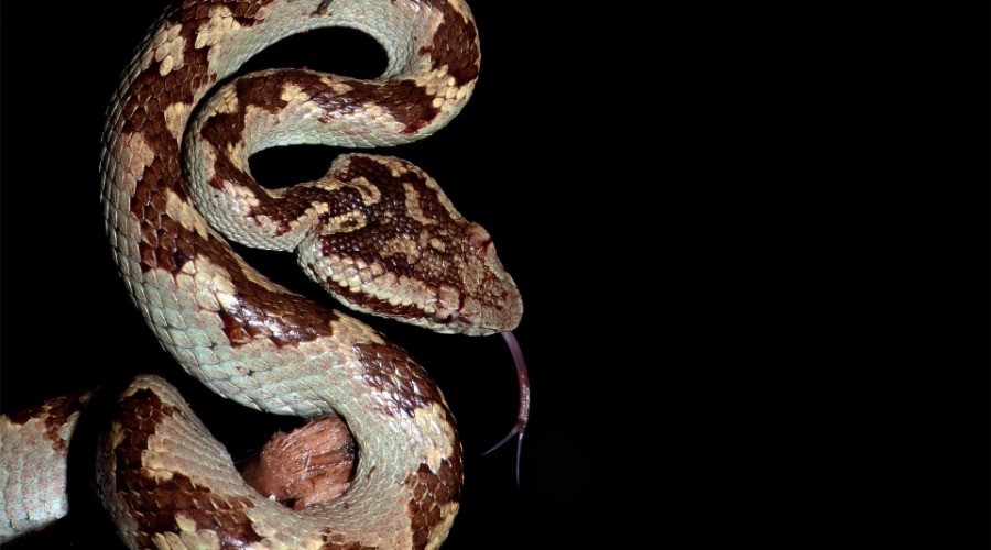 35 highdefinition images. 1 venomous snake. Nature inFocus