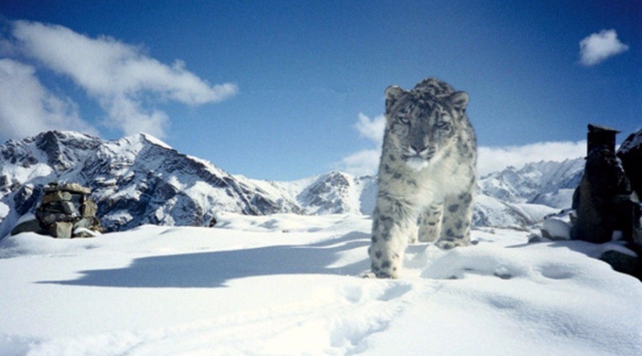 Snow Leopards in safer territory? | Nature inFocus