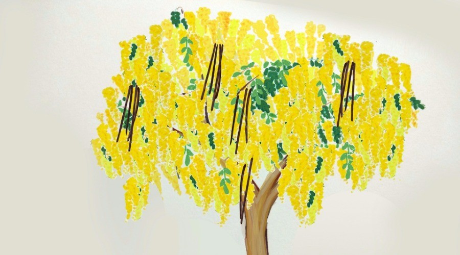 In Praise of Golden Shower Tree