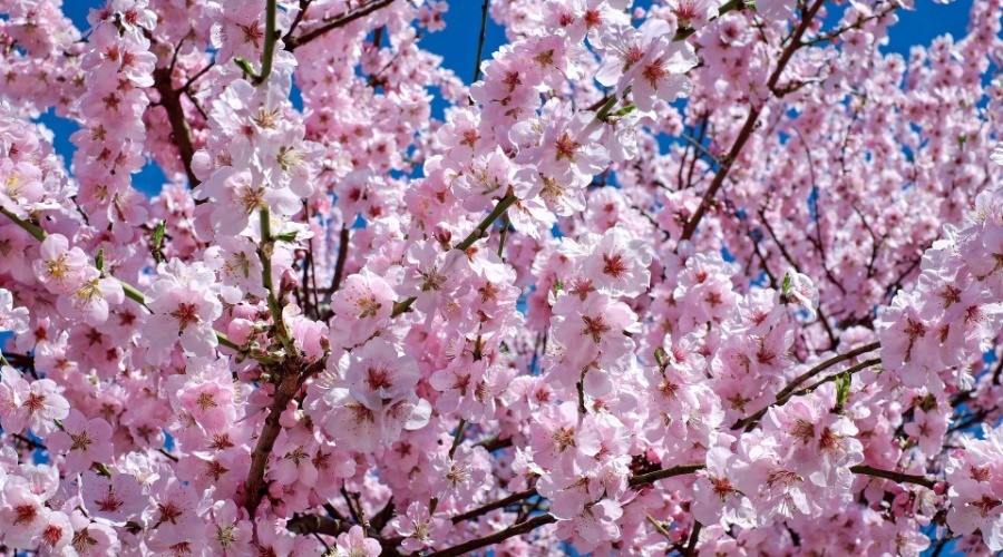 It’s Cherry Blossom Time In Shillong! | Nature inFocus