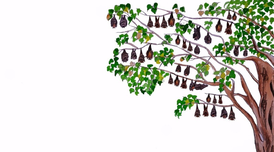 Indian Flying Foxes | Nature inFocus