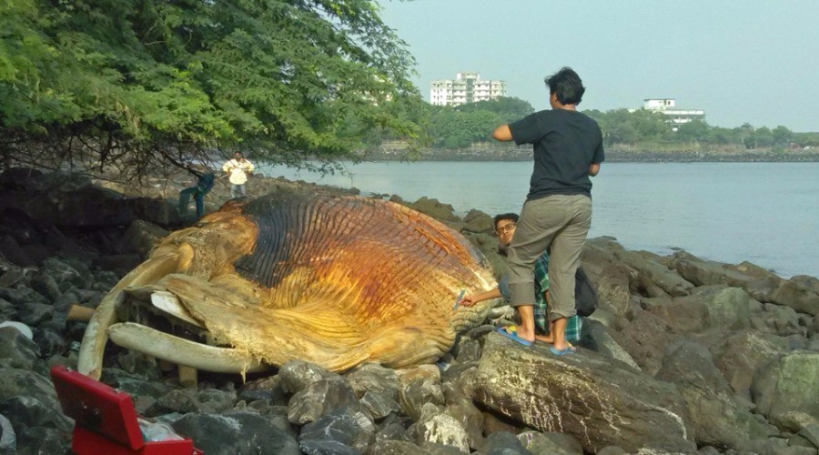 First Responders of the Marine Kind | Nature inFocus