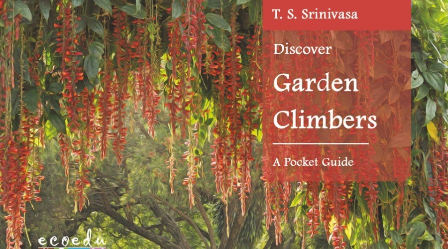 Discover Garden Climbers: A Pocket Guide | Nature inFocus