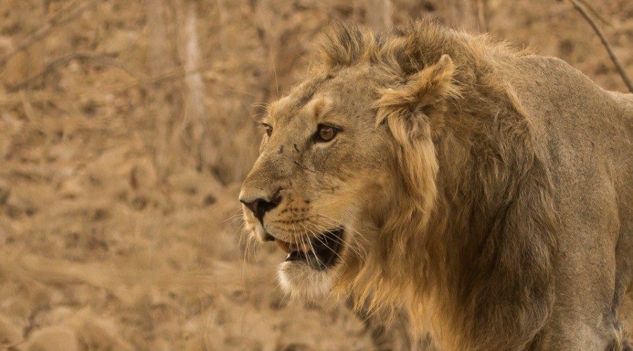 Madhya Pradesh wants the lion’s share | Nature inFocus