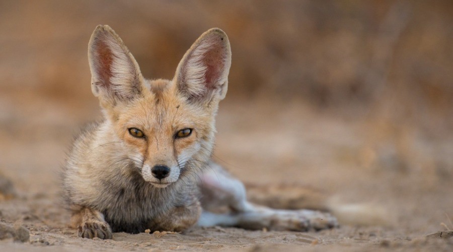 The Wild Canids - India Project | Nature inFocus