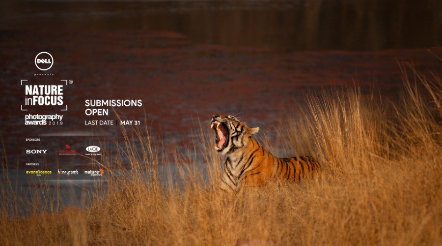 Nature inFocus Photography Awards 2019 | Nature inFocus