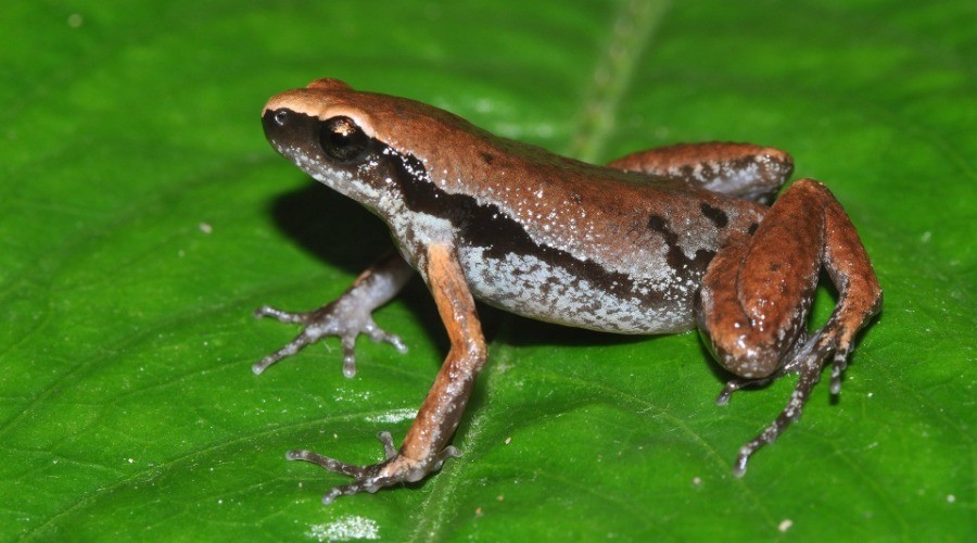 New frog species discovered near human habitation in Northeast India | Nature inFocus
