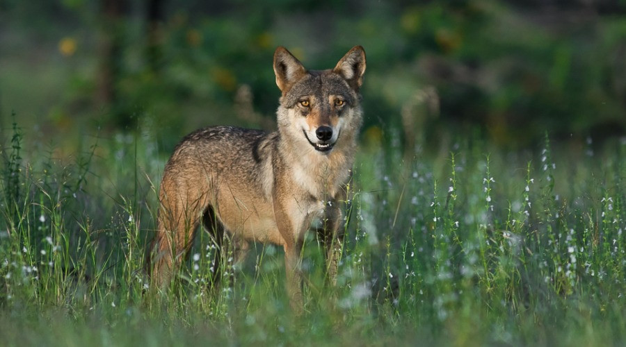 Wild Canids And Striped Hyenas Can Help Increase India's Conservation Potential | Nature inFocus