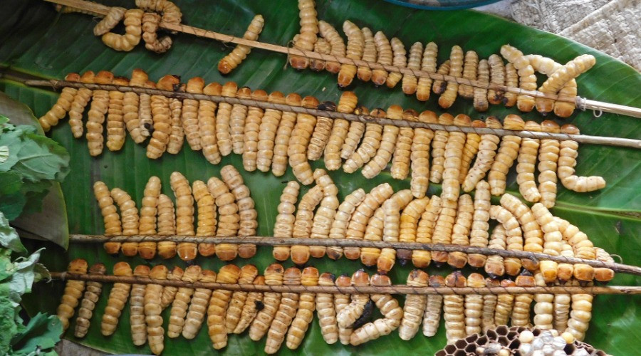 Are Insects The Answer To Our Food Crisis? | Nature inFocus