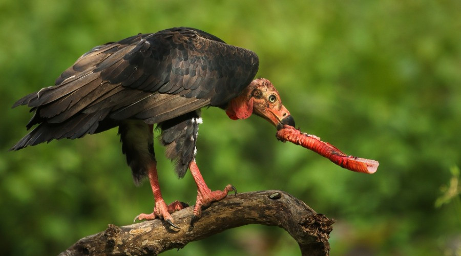 A Complete Guide To The Vultures Of India | Nature inFocus