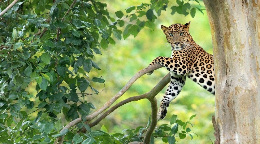 10 Things You Need To Know About Indian Leopards