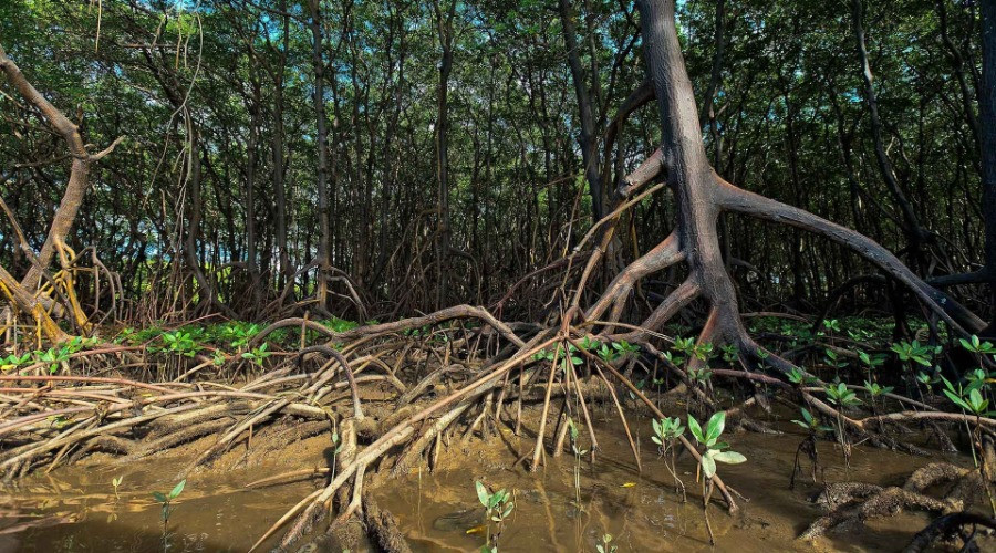 Mangroves on the go | Nature inFocus
