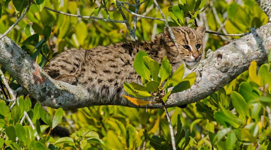 The Fishing Cat Guide Nature inFocus