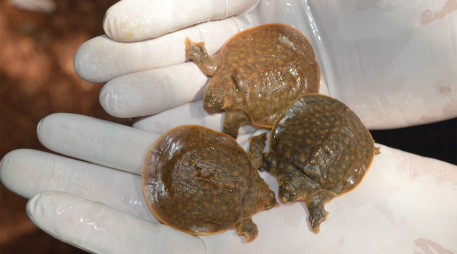 In Search of Cantor's Giant Softshell Turtle | Nature inFocus