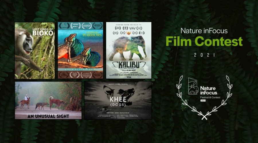 Nature inFocus Film Contest 2021: The Winners | Nature inFocus