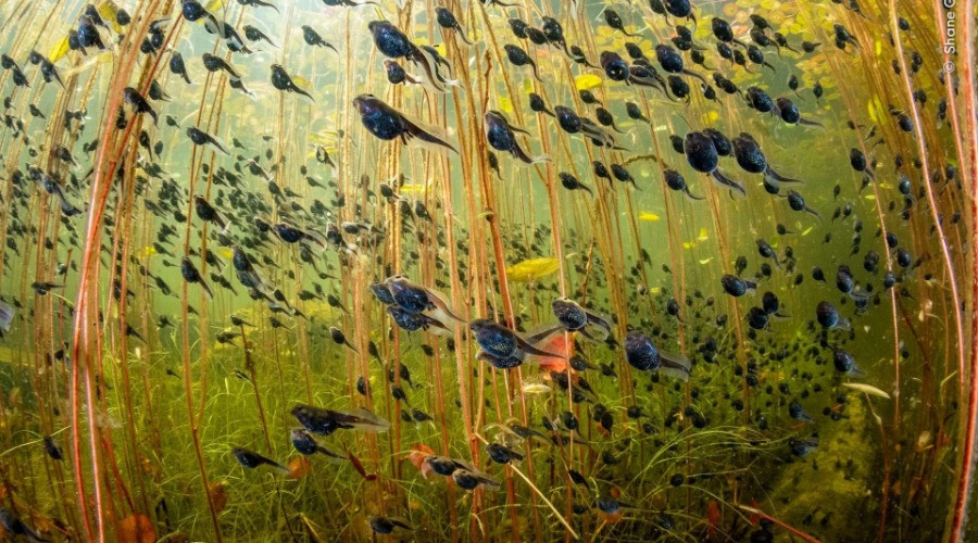 NHM WPY 60: Winners | Nature inFocus