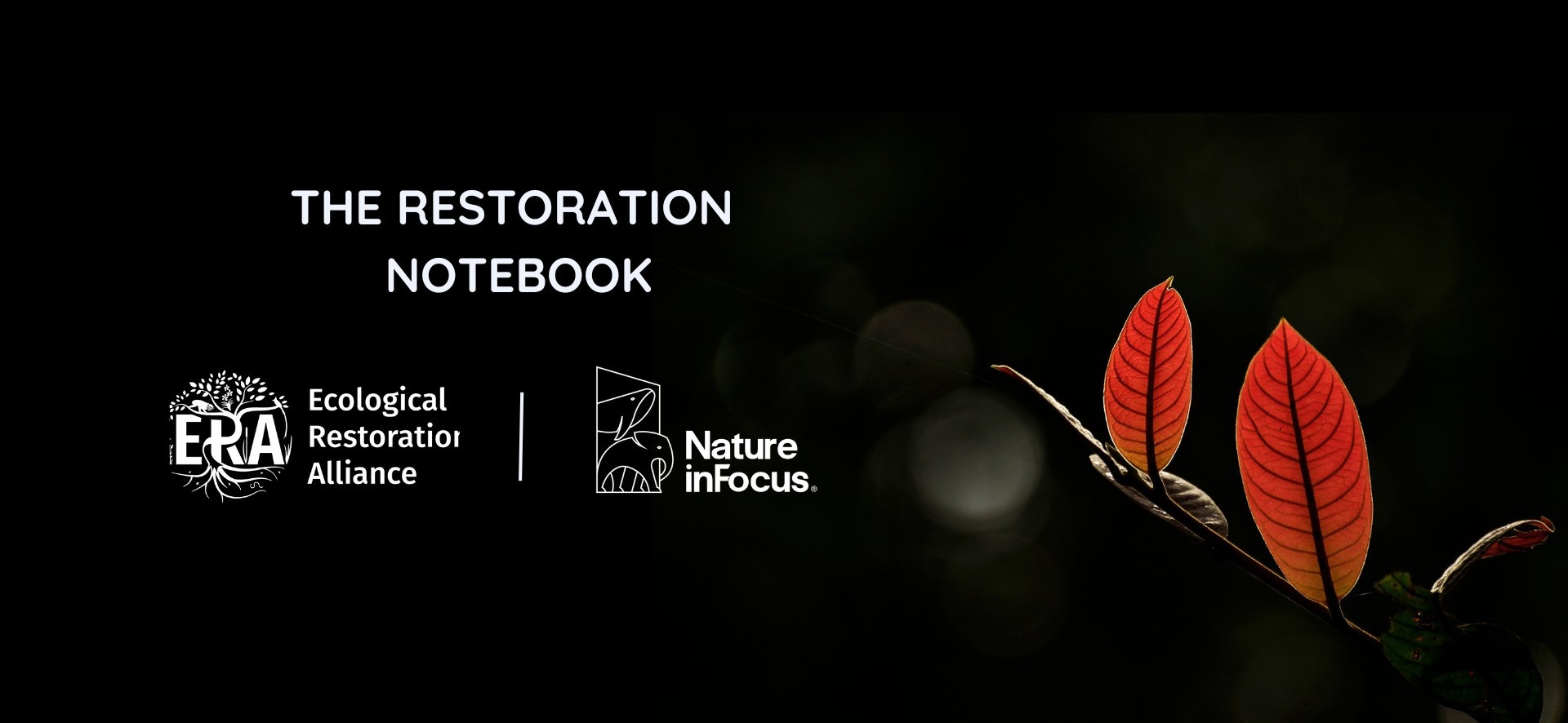 The Restoration Notebook | Nature inFocus