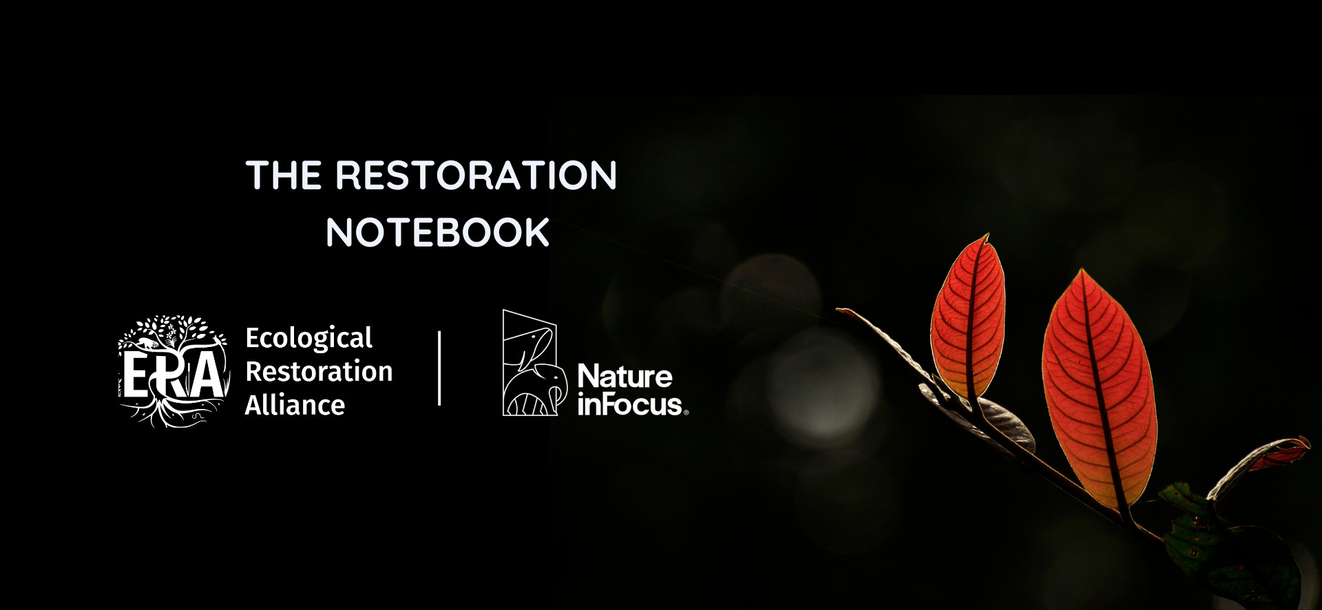 The Restoration Notebook | Nature inFocus