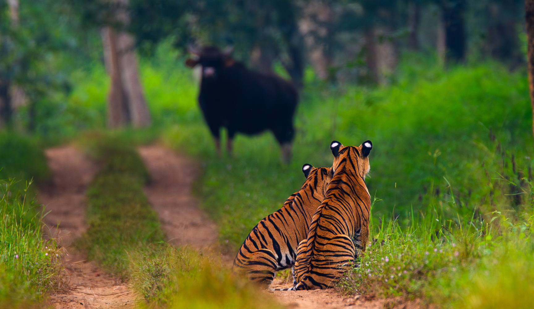 Project Tiger - India’s flagship Project Tiger is the largest and most ambitious conservation project in history