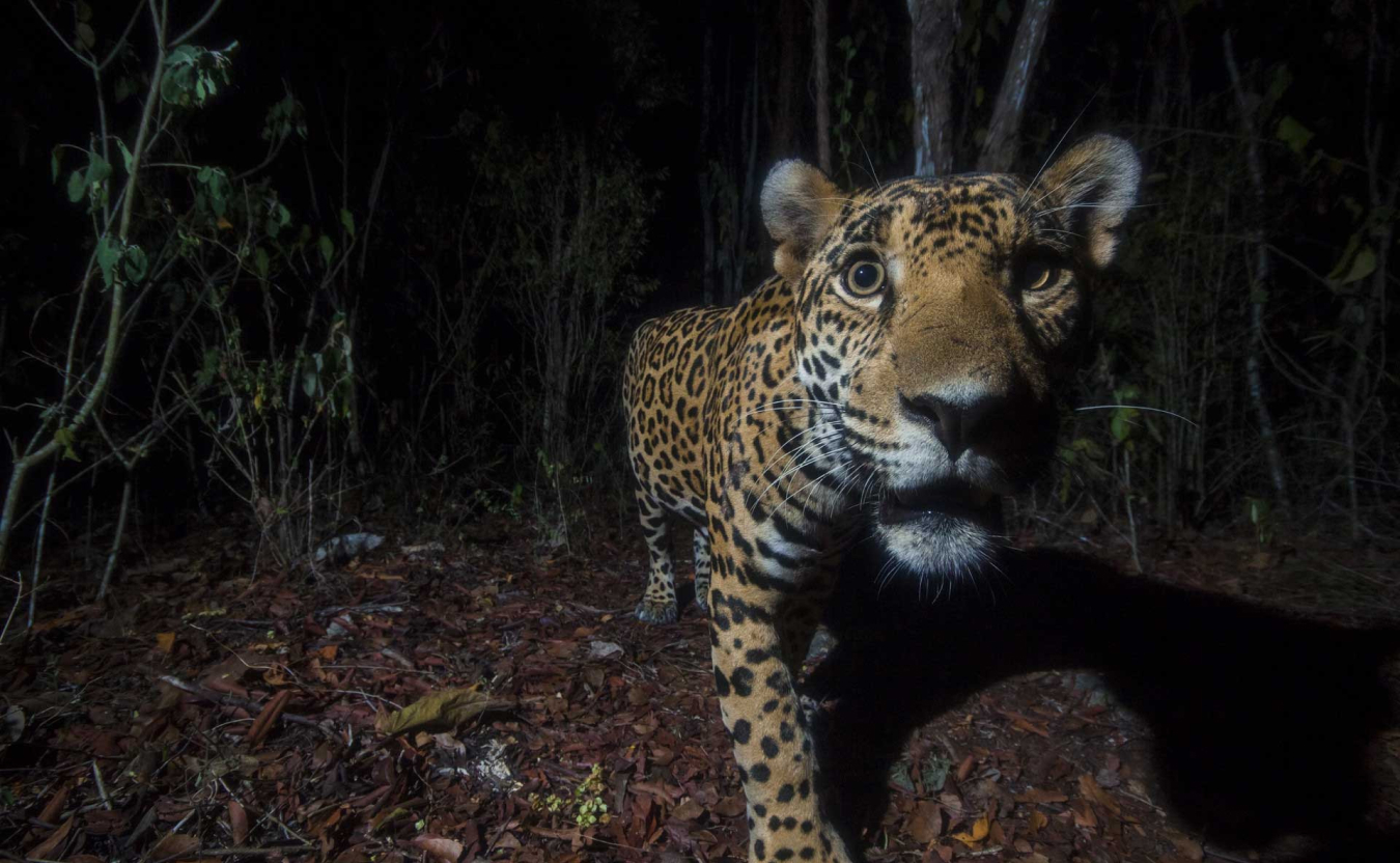 Nature inFocus Photographer of the year