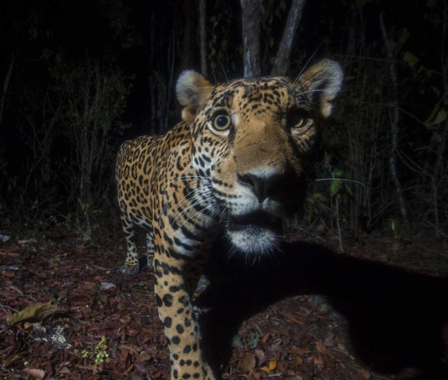 Nature inFocus Photographer of the year